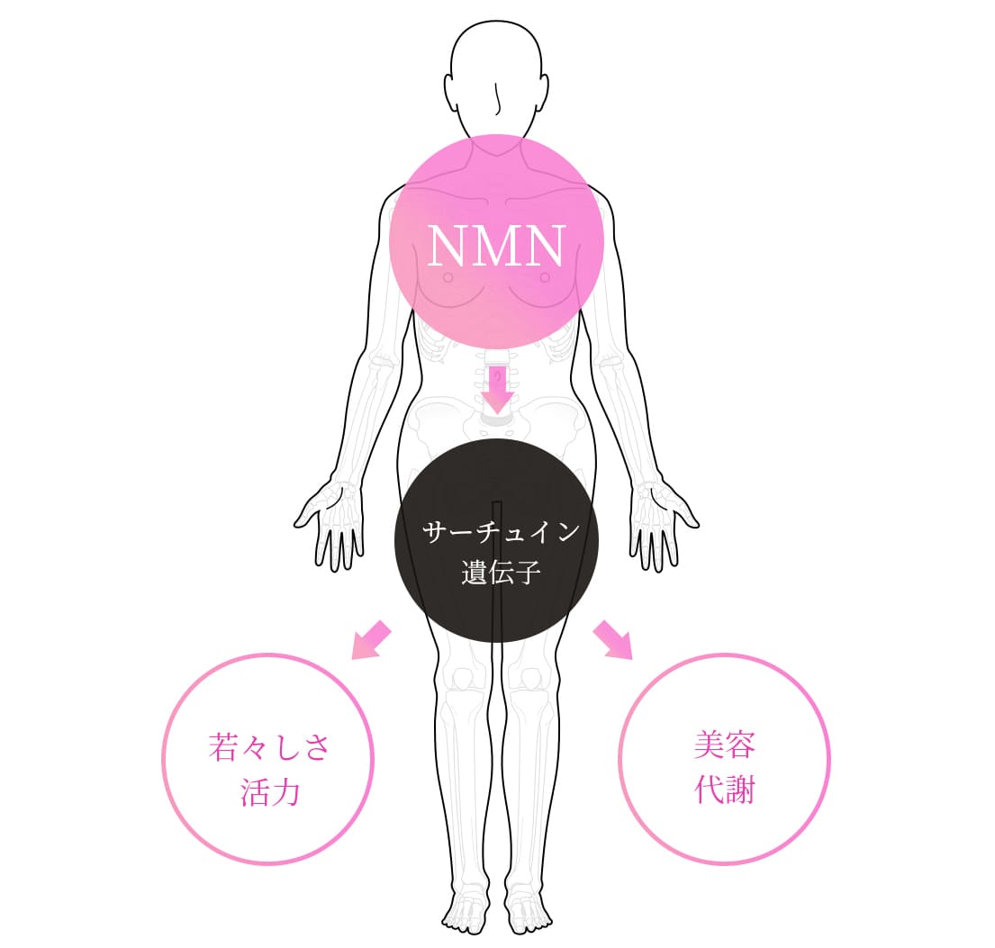 NMN点滴療法